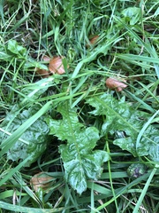 Taraxacum officinale
