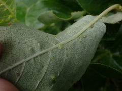 Eriophyes emarginatae