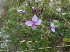 Chamaenerion fleischeri