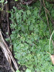 Conocephalum conicum