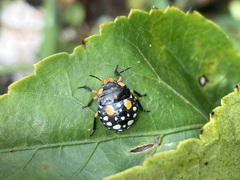 Pachycoris torridus