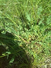 Sanguisorba minor balearica