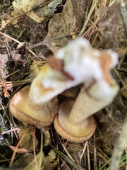 Suillus weaverae