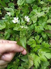 Stellaria aquatica
