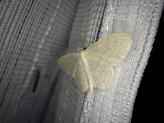 Scopula floslactata