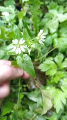 Stellaria aquatica