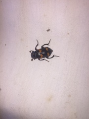 Nicrophorus sayi