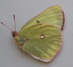 Colias gigantea