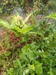 Cirsium oleraceum