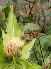 Cirsium oleraceum