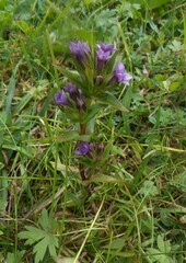 Gentianella germanica