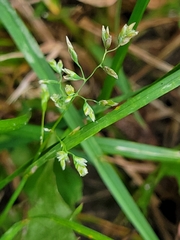 Poa pratensis