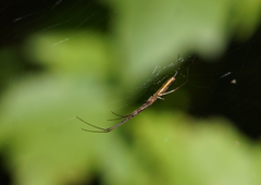 Tetragnatha