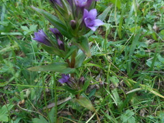 Gentianella germanica