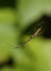 Tetragnatha