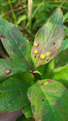 Parallelodiplosis subtruncata