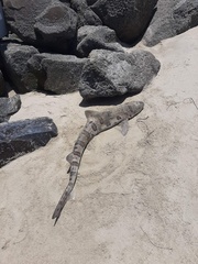 Triakis semifasciata