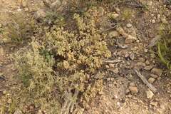 Hermannia holosericea