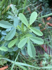 Melilotus albus