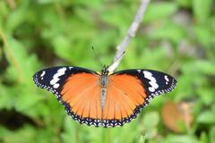 Hypolimnas misippus