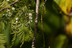 Taxodiomyia cupressi