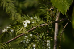 Taxodiomyia cupressi