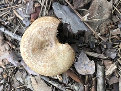 Lactarius torminosus