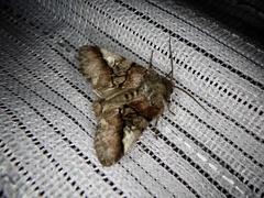Protomiselia bilinea