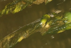 Anolis vermiculatus