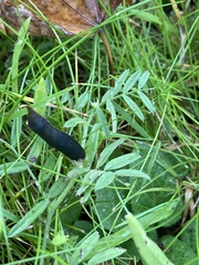 Vicia sativa