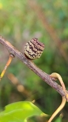 Kokkocynips imbricariae