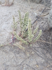 Halogeton glomeratus