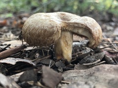Lactarius torminosus