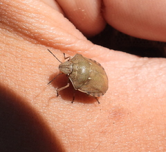 Eurygaster testudinaria