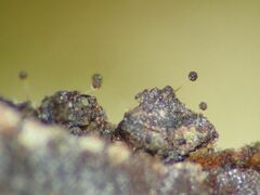 Clastoderma microcarpum