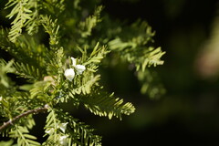 Taxodiomyia cupressi