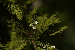 Taxodiomyia cupressi