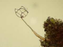 Clastoderma microcarpum