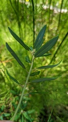 Rhododendron groenlandicum