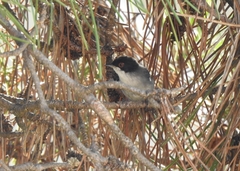 Curruca melanocephala