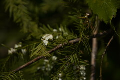 Taxodiomyia cupressi