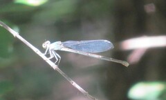Argia moesta