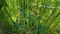 Rhododendron groenlandicum
