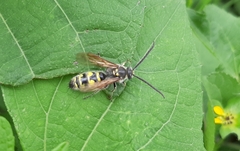 Xanthocampsomeris limosa
