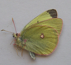 Colias gigantea