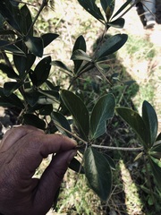 Berberis laurina