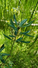 Rhododendron groenlandicum
