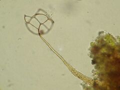 Clastoderma microcarpum