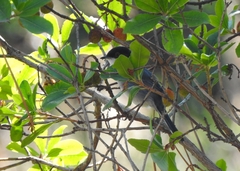 Curruca melanocephala
