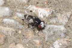Sphenometopa fastuosa